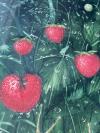 Hechelmann, 'Schneckenbalz' : 2 Schnecken vergnügen im mit Erdbeeren im taugnass