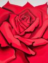 Nesbitt, 'Rose - Stamp Suite I'  (1981) : rote Rose auf hellblauem Grund :